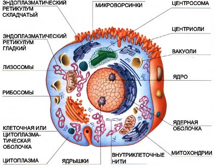 Описание: http://rnto.club/img/up/images/2-31.jpg